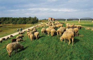 Kudde schapen op dijk dicht bij de oude brug over de Elbe bij Damnatz