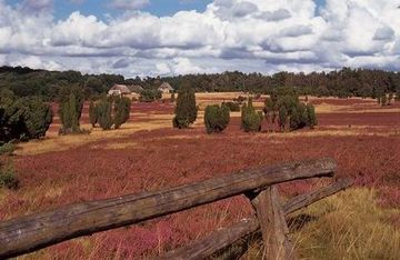 Natuurreservaat Lüneburger Heide